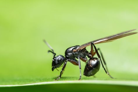 Why Do Ants Sometimes Have Wings? Ants With Wings, Ant Removal, Farm Tattoo, Types Of Ants, Flying Ants, Tiny Ants, Ant Species, Rid Of Ants, Get Rid Of Ants