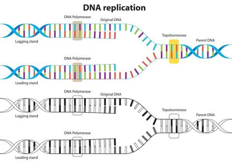 Dna Replication Diagram, Central Dogma, Dna Polymerase, Dna Replication, Diagram Design, Drawing Simple, Teaching Science, Teaching Tools, Biology