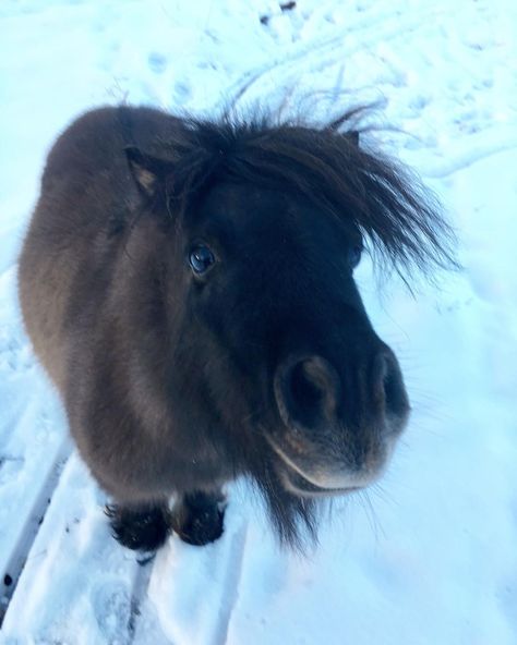 N.💙 #shetlandpony #shetlander #horse #rescuedpets #ponies #poniesofinstagram #minihorse #nature #horses #shetty #shettypower #shetlander… Shetty Pony, Shetland Pony Stable, Shetland Pony Aesthetic, Horse Collage, Mini Shetland Pony, Black Shetland Pony, White Shetland Pony, Mini Shetland, Shetland Ponies