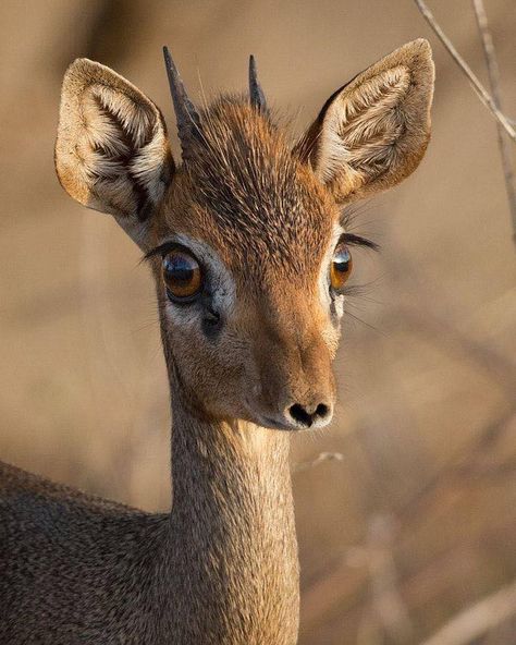 Dikdik antelope Funny Wild Animals, Dik Dik, Wildlife Biologist, Mule Deer, Rare Animals, Manx, A Deer, Baby Animals Funny, African Animals