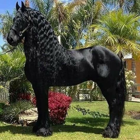 Black Arabian Horse, Horse Braiding, Friesian Horses, Horse Inspiration, Black Stallion, Black Horses, Friesian Horse, Majestic Horse, All The Pretty Horses