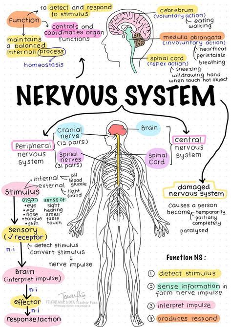 Nursing School Inspiration, Studie Hacks, Psychology Notes, Medical School Life, Study Biology, Nursing School Motivation, Basic Anatomy And Physiology, Nurse Study Notes, Nursing Student Tips