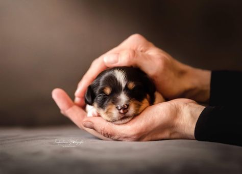 Christmas Puppy Photoshoot, Newborn Dog Photography, Puppy Litter Photoshoot Ideas, Newborn Puppy Photoshoot Ideas, Puppies Photoshoot, New Puppy Photoshoot, Dog Architecture, Border Collie Photography, Puppy Photoshoot Ideas