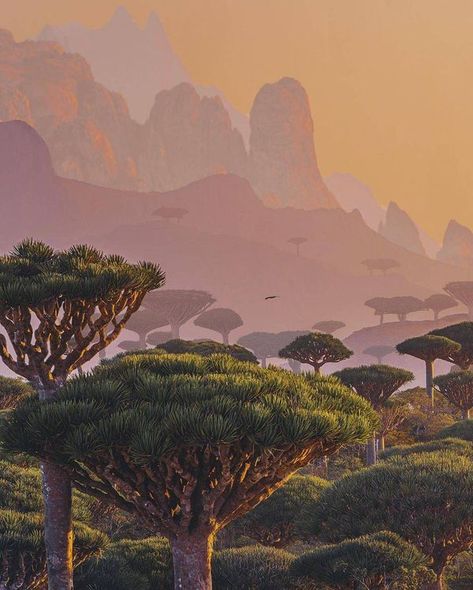 Socotra Island, Socotra, The Embrace, Art Inspiration Painting, Pretty Places, Dream Destinations, Asia Travel, Indian Ocean, Vacation Destinations