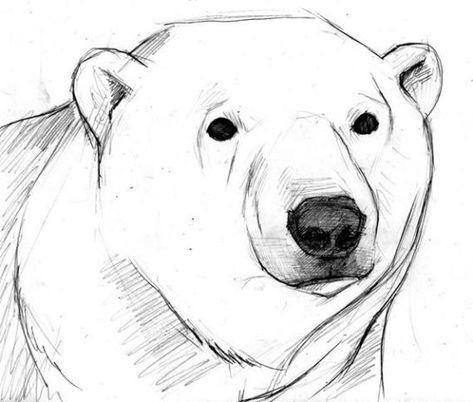 Bear Face Drawing, Snow Bears, Polar Bear Drawing, Polar Bear Face, Bear Sketch, Polar Bear Art, Bear Drawing, Bear Illustration, Bear Head