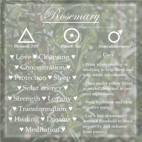 Rosemary Correspondence, Burning Rosemary Witchcraft, Lemongrass Meaning Witchcraft, Rosemary In Witchcraft, Rosemary Meaning Witchcraft, Rosemary Spiritual Uses, Witchcraft Rosemary, Basil Witchcraft, Rosemary Meaning