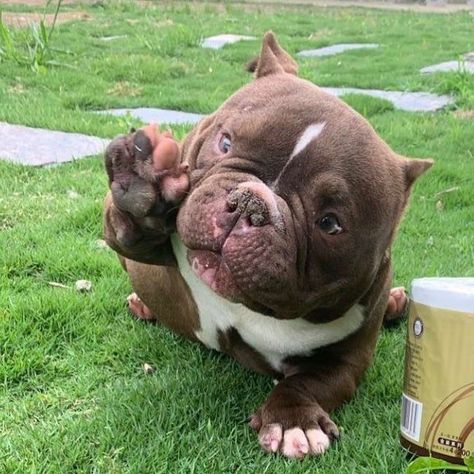 some big dogs beutyful Exotic Bully, 2023 Interior Design, American Bully Dog, Pitbull Dog Breed, Bully Breeds Dogs, Dog Mommy, Very Cute Puppies, Scary Dogs, Cute Animals Puppies