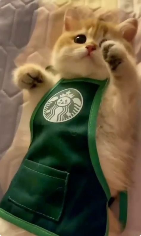 Cat With Starbucks, Starbucks Uniform, Cutest Cats Ever, Cat Dressed Up, Happy Stuff, Cat Reference, Adorable Cats, Funny Cat Pictures, Drawing Base