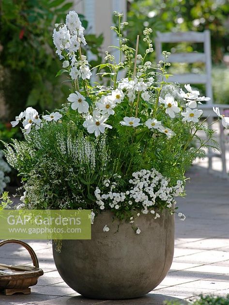 Summer container of Cosmos Sonata 'White', Delphinium 'Galahad', Salvia nemorosa 'Adrian', Campanula x haylodgensis 'White Wonder' and Euphorbia 'Diamond Frost' Salvia Nemorosa, Container Gardening Flowers, Garden Types, Moon Garden, Have Inspiration, Garden Containers, Flowers Green, White Gardens, Container Flowers