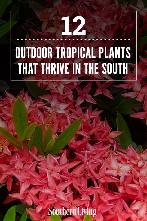 Florida Landscaping Ideas Backyard Tropical Gardens, Fast Growing Tropical Plants, Tropical Flowering Plants, Low Maintenance Tropical Landscaping, Pool Gardens, Tropical Plants For Full Sun, Outdoor Tropical Plants, Tropical Looking Plants Zone 6, Annual Tropical Plants