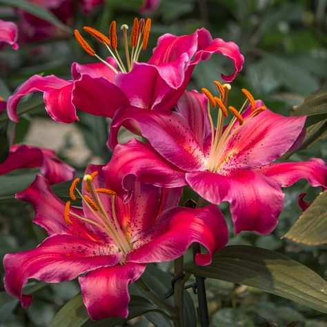 Trumpet Lily Bouquet, Boquette Flowers, Nothing But Flowers, Flower Therapy, Beautiful Flowers Garden, Flowers For You, Pretty Flower, Happy Flowers, Pretty Plants