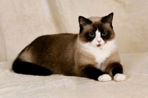 Snowshoe Cat, Bed, White