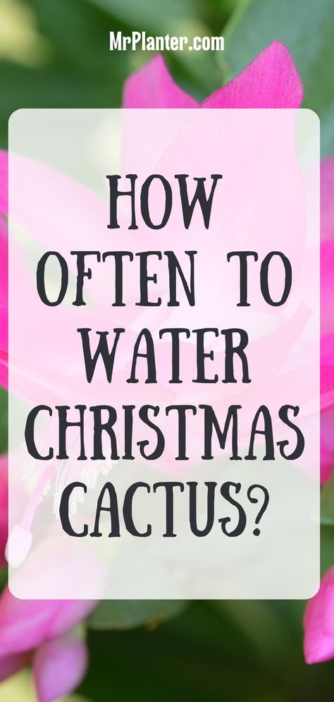 How Often Do You Water Christmas Cactus Cactus Propagation, Christmas Cactus Propagation, Gardening Inside, Cactus House, Christmas Cactus Care, Lush Christmas, Christmas Cactus Plant, Cactus House Plants, Thanksgiving Cactus