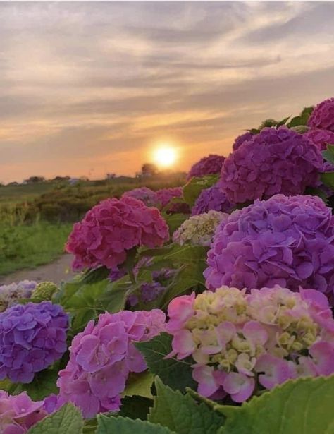 Purple Widget, Peonies And Hydrangeas, Concrete Garden, Wallpaper Nature Flowers, Flower Resin, Flowers Beautiful, Creative Gardening, Favorite Flowers, Flower Wedding