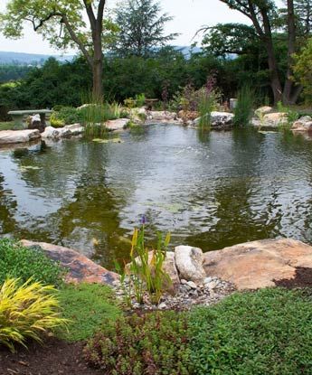 Large Pond, Farm Pond, Pond Waterfall, Pond Water Features, Pond Landscaping, Backyard Water Feature, Pond Design, Large Backyard, Diy Backyard Landscaping