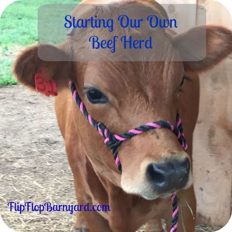 As a family we have a goal of raising most of our own food....... Starting our own beef herd is one way of reaching that goal..... Starting A Ranch, Raising Beef Cattle, Raising Cows, Miniature Cows, Homesteading Animals, Beef Cow, Raising Cattle, Raising Farm Animals, Farm Kids