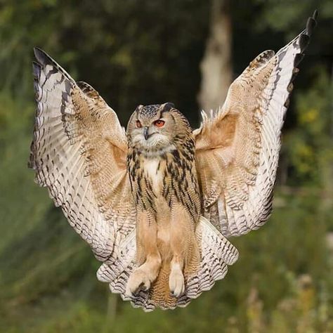 Eagle Owl Owl Front View, Landing Eagle, Owl Landing, Aesthetic Owl, Eurasian Eagle Owl, Crazy Nature, Awesome Owls, Crafts Animals, Quotes Light