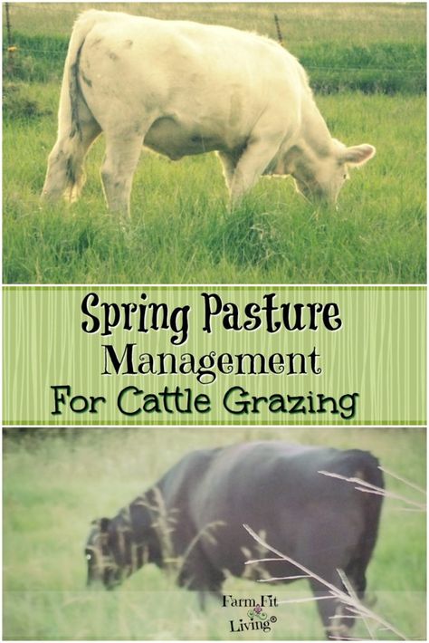 Cow Care Tips, Grazing Cattle, Raising Cows, Beef Cows, Homestead Livestock, Cattle Feeder, Farming Animals, Pasture Management, Dexter Cattle