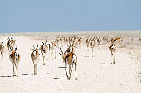 Roan Antelopes, Namibia Migration Art, Animal Migration, Migrating Birds, African Buffalo, Mass Migration, The Great Migration, Amazing Animal Pictures, Most Beautiful Animals, Long Walk