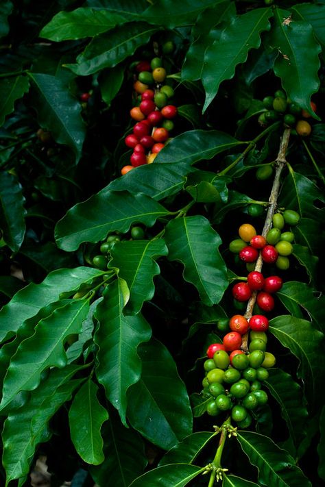 Coffee Tree Photography, Coffee Plant Photography, Fruit Trees In Garden, Coffee Tree Illustration, Trees In Garden, Coffee Berries, Coffee Bean Tree, Fruits And Vegetables Images, Cafe Plants