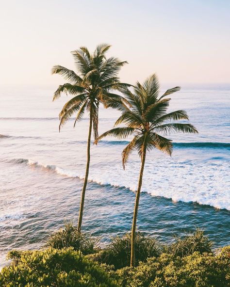 Mirissa Sri Lanka, Surf Trip, Tree Wallpaper, Paradise On Earth, Photo Tree, Tropical Vibes, Tropical Islands, Beach Aesthetic, Tropical Beach