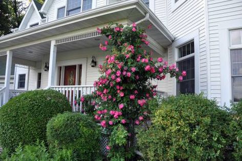 William Baffin climbing rose House Front Porch, Garden Home Decor, Climbing Rose, Farm Kids, Home Decor Hacks, Side Garden, Rose Bush, Climbing Roses, Enchanted Garden