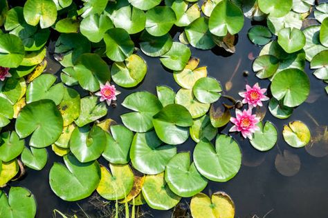 Lily Pad From Above Stock Photos, Pictures & Royalty-Free Images - iStock Lily Pad From Above, Water Lily From Above, Bath Painting, Painting Themes, Pond Animals, Pond Painting, Coloring Inspiration, Lily Pond, Water Design