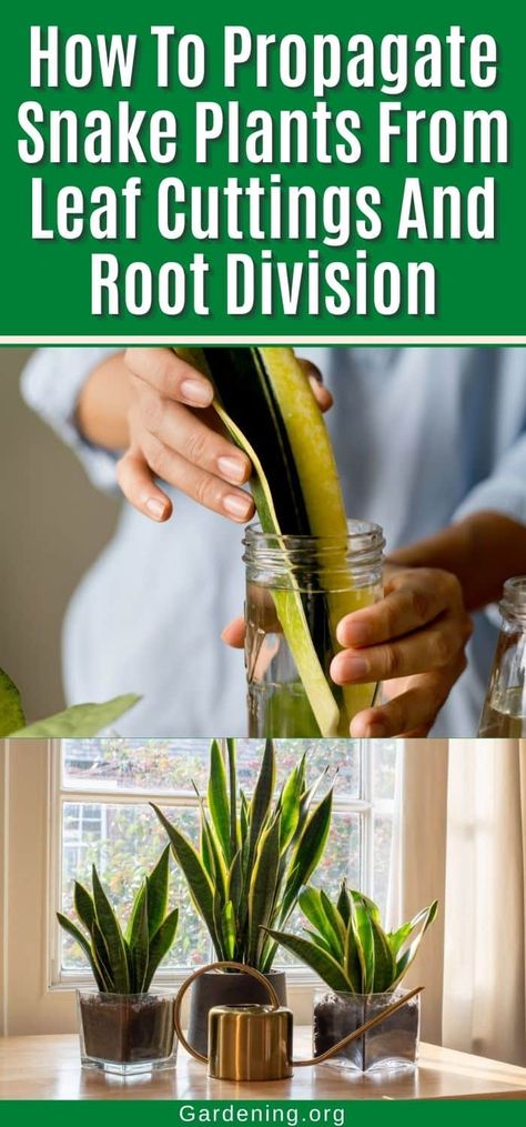 How To Propagate Snake Plants From Leaf Cuttings And Root Division Snake Plant Indoor, Snake Plant Propagation, Snake Plant Care, Easy Care Houseplants, Snake Plants, Ficus Lyrata, Easy Care Plants, Low Light Plants, Garden Yard Ideas