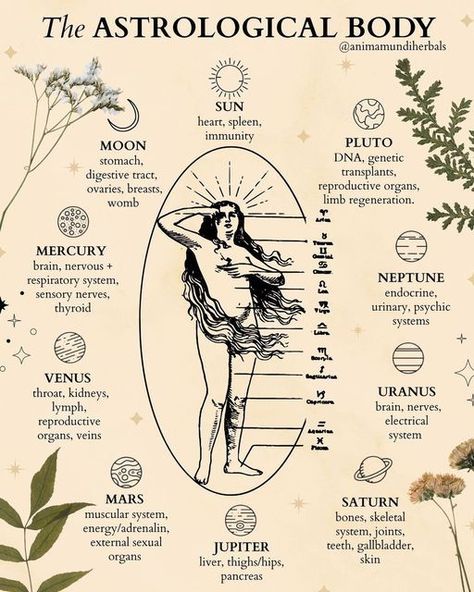 How To Learn Astrology, Forms Of Divination, Astrology Notes Aesthetic, Astrology Infographic, Astrology Grimoire, Book Of Shadows Astrology, Astrology Branding, Body Astrology, Health Astrology