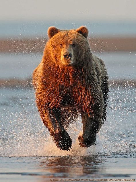 RUN! Wild Kingdom, Grizzly Bear, Animal Planet, Animal Photo, Black Bear, Nature Animals, Brown Bear, 귀여운 동물, Animals Friends