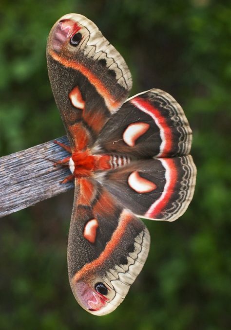 Moth Character, Moth Tattoos, Cecropia Moth, Butterfly Chrysalis, Moth Species, Colorful Moths, Cute Moth, Lunar Moth, Insect Wings