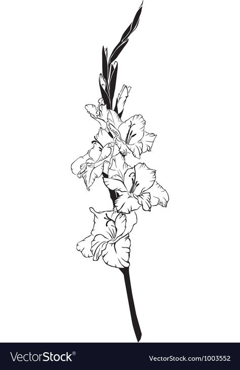 Gladiolus Line Art, Gladiolus Tattoo Black And White, Gladiolus Illustration, Gladiolus Flower Drawing, Gladiolas Tattoo, Gladiolus Flower Tattoo, Flower Tattoo On Shoulder, Gladiolus Flower Tattoos, Flower Gladiolus