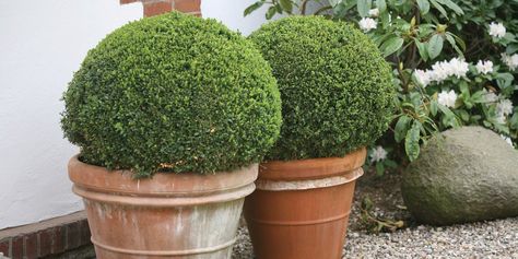 Shrubs with Winter Interest | Proven Winners Sprinter Boxwood, Winter Gem Boxwood, Buxus Sempervirens, Box Wood Shrub, Broadleaf Evergreen, Garden Shrubs, Proven Winners, Flowering Shrubs, Evergreen Shrubs