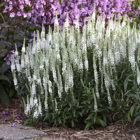 Spike Speedwell, Veronica White, White Agapanthus, Yellow Perennials, Proven Winners Perennials, Pink Perennials, Deer Resistant Perennials, Orange Plant, Yellow Plants