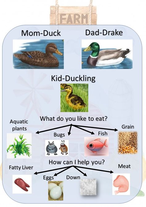 Duck- family, favorite food and benefits , vocabulary - learn to write Food And Benefits, Duck Lesson Plans Preschool, Types Of Ducks Chart, Farmer Duck Activities, Duck Life Cycle, Five Little Ducks Activities, Drake Kids, Duck Family, Plant Bugs