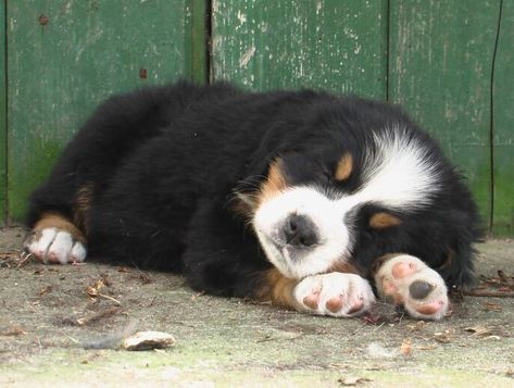 BERNER SENNEN PUPPIES FOTOGALERIJ Burmese Mountain Dogs, Bernese Puppy, Bernese Dog, Sleepy Puppy, Bernese Mountain Dog Puppy, Swiss Mountain Dogs, Most Beautiful Animals, Mountain Dog, Bernese Mountain