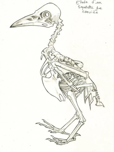 Raven Skeleton, Crows Drawing, Fly Drawing, Skeleton Anatomy, Skeleton Drawings, Animal Skeletons, Skeleton Illustration, Skeleton Tattoos, Spooky Tattoos