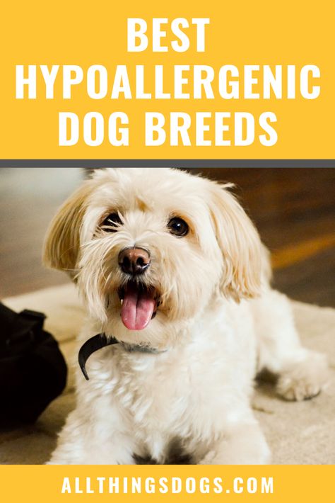 If you suffer from dog allergies but want to let a dog into your life, hypoallergenic dogs might be the answer. I recently picked out some of the best hypoallergenic dog breeds to suit all lifestyles, for Wamiz. Check it out!  #hypoallergenicdogs #hypoallergenicdogbreeds #dogallergies Puppies Hypoallergenic, Hyperallergic Dogs, Low Energy Dogs Breeds, Low Energy Hypoallergenic Dogs, Low Energy Dogs, Best Hypoallergenic Dogs, Lazy Dog Breeds, Big Dog Clothes, Hypoallergenic Dog Breed