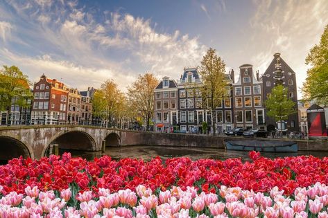 Amsterdam Wallpaper Desktop, 4k Pc Wallpaper 1920x1080 Aesthetic, Netherlands Wallpaper, Amsterdam Landscape, Folio Ideas, Amsterdam Wallpaper, Amsterdam Aesthetic, Amsterdam Tulips, History Aesthetic