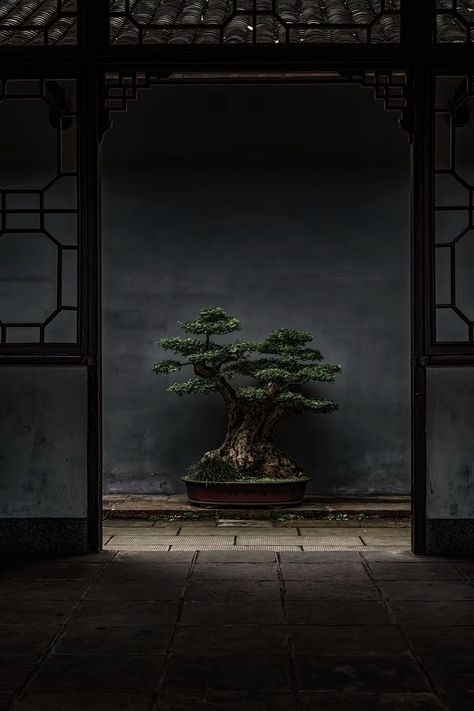 two assorted bonsai photo – Free Tokyo Image on Unsplash Japanese Indoor Plants, Japanese Bonsai Tree, Bonsai Tree Care, Wabi Sabi Art, Sucker Punch, Tree Images, Plant Wallpaper, Bonsai Plants, Nature View