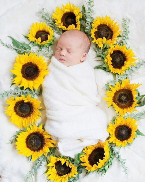 Monthly Baby Pics, Sunflowers Photography, Baby Photo Shoot Ideas, Baby Photography Poses, Family And Baby, Monthly Baby Pictures, Pregnancy Pictures, Baby Picture Ideas, Newborn Baby Photoshoot