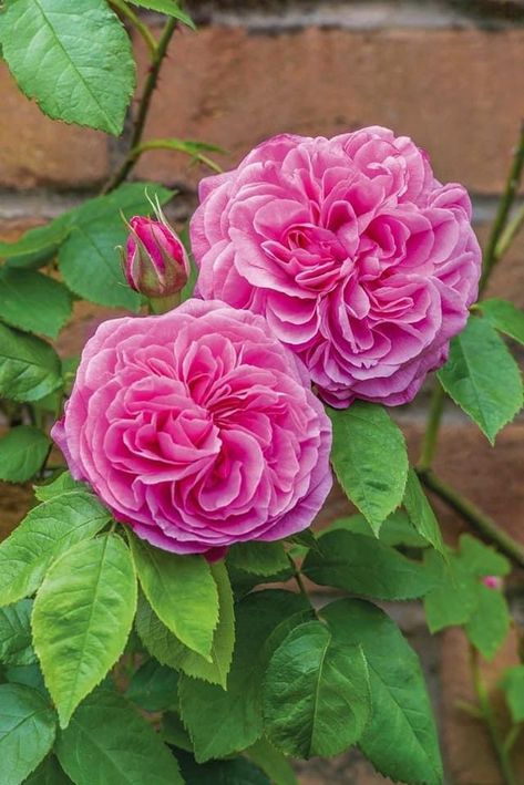 David Austin Climbing Roses, Rose Hedge, Gertrude Jekyll, Best Roses, Fragrant Roses, Famous Gardens, Fragrant Garden, Climbing Rose, Types Of Roses