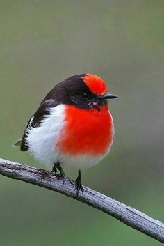 Redpoll, winter finch Image Zen, Kinds Of Birds, Australian Birds, Red Cap, Nature Birds, Bird Pictures, Exotic Birds, Pretty Birds, Bird Photo