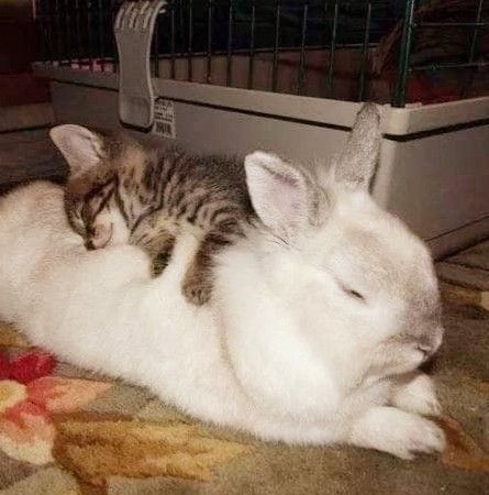 Cat And Bunny Aesthetic, Kitten And Bunny, Cat And Bunny, Bunny Aesthetic, Memes Of The Day, Silly Animals, Funny Cat Memes, Funny Animal Memes, Cute Animal Pictures