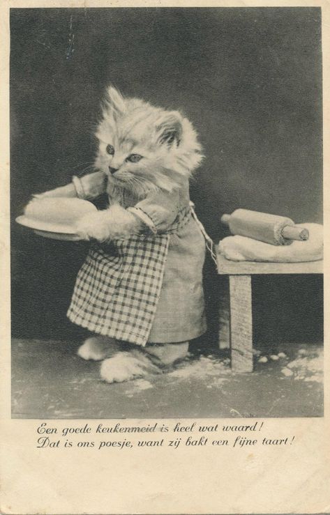 Explore janwillemsen's photos on Flickr. janwillemsen has uploaded 81527 photos to Flickr. Vintage Cat Pictures, Cat Vintage, Flickr Photos, Vintage Cat Photos, Vintage Cats, Old Cats, Cat Photography, Cat Aesthetic, Foto Art