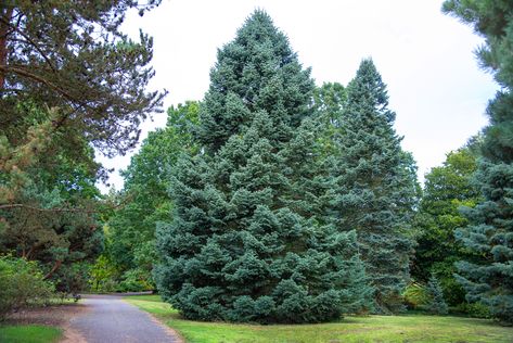 White Fir (Abies concolor) is a beautiful evergreen native to western North America that is a great landscape addition for gardens of all sizes. Judas Tree, Types Of Trees, White Fir, Eastern Redbud, Tree Plan, Bald Cypress, Farmhouse Landscaping, Fir Trees, Fast Growing Trees