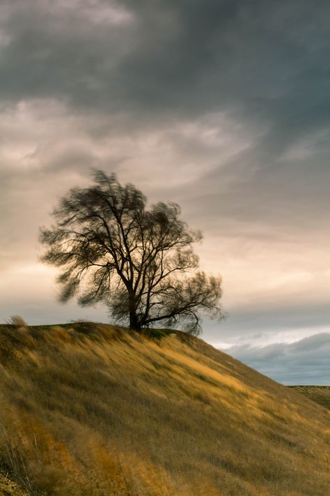 Wind Blowing Aesthetic, Wind Blowing Trees, Windy Landscape, Windy Weather Aesthetic, Windy Day Aesthetic, Windy Aesthetic, Wind Pictures, Black Pink Background, Windy Weather