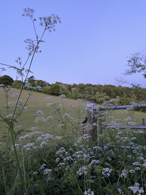 Evening Picnic, Evening Aesthetic, Going For A Walk, Cow Parsley, Moon Fairy, Go For A Walk, Pretty Photos, English Countryside, Nature Aesthetic