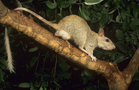 Names For Plants, Tree Rat, Strange Animals, Animal Categories, Mouse Rat, Weird Animals, Hamsters, Endangered Species, Rodents