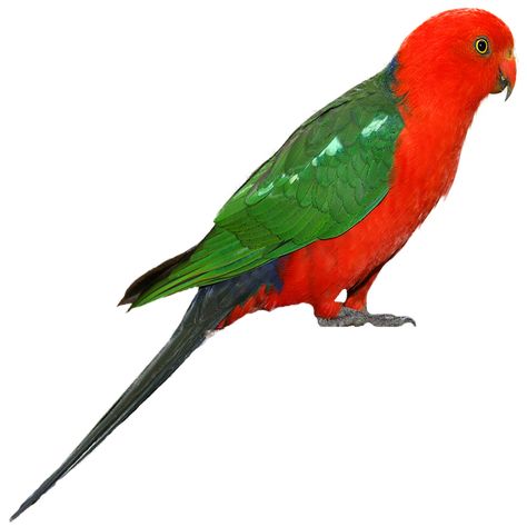 Parrot Png, Parrot Drawing, Bird Images, Florida Water, Photo Clipart, Australian Birds, Bird Pictures, Bird Drawings, Hd Photos